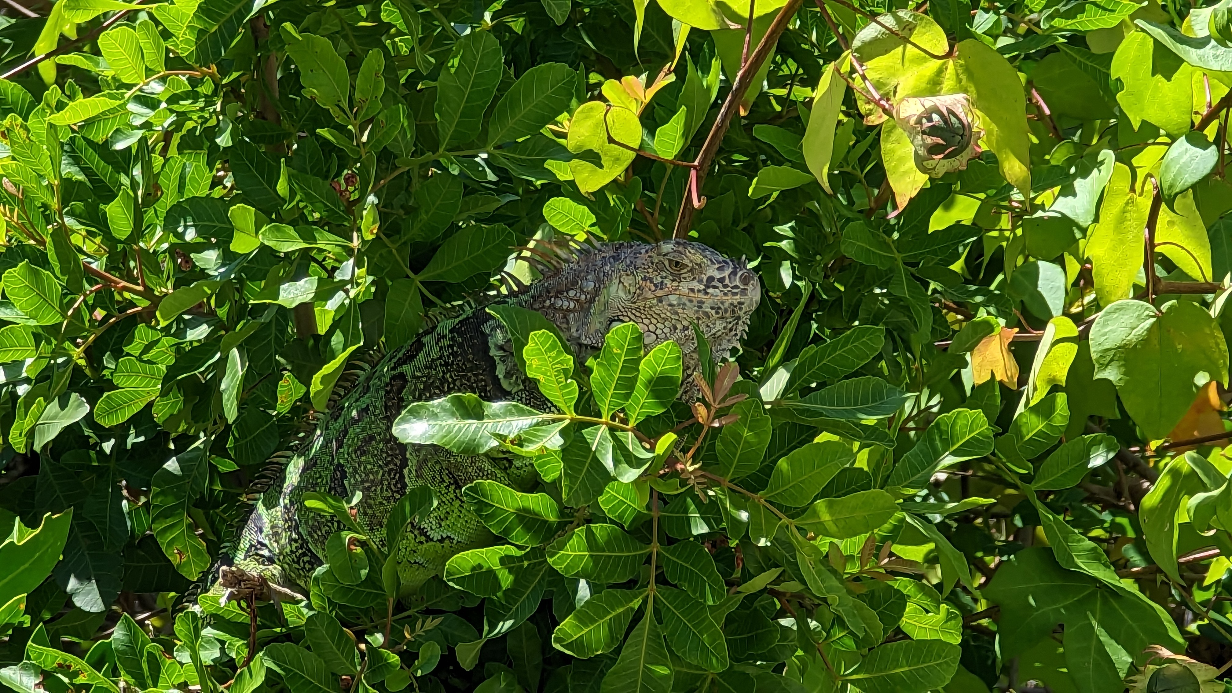 ilana iguana